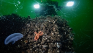 Denizlerdeki tehlike "müsilaj" suyun altında varlığını sürdürüyor