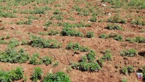 Diyarbakır'da 102 bin 600 kök kenevir ele geçirildi