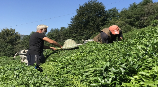Doğu Karadeniz'de birinci sürgün yaş çay hasadı başladı
