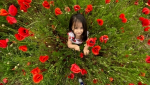 Düzce'de tarlaları kırmızıya boyayan gelincik çiçekleri şenliği