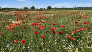 Edirne'de papatyaların sardığı gelincik tarlaları efsunlu güzellikleriyle ilgi görüyor 