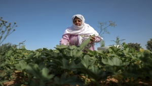 Filistinli kadınlar, topraklarını İsrail'e bırakmamak için ön saflarda mücadele ediyor