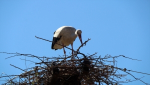 Fırtınada yuvası uçan leylek aydınlatma direğine yeniden yuva yaptı