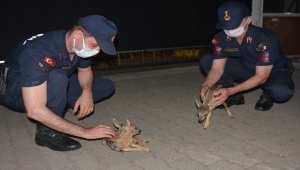 Giresun'da fındık bahçesinde bulunan iki karaca yavrusu koruma altına alındı