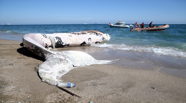 GÜNCELLEME - Mersin sahiline 14 metrelik oluklu balina vurdu