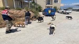 Hatay'da jandarma "tam kapanma" sürecinde sokak hayvanlarına 1,5 ton mama dağıttı