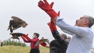 Hatay'da yaralı bulunduktan sonra tedavileri tamamlanan yaban hayvanları doğaya salındı