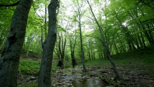 Istranca ormanları ziyaretçilerine görsel şölen sunuyor