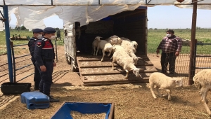 İzmir'de küçükbaş hayvan çaldığı öne sürülen 3 kişi tutuklandı