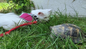 Kaplumbağa gören Van kedisinin şaşkınlığı