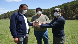 Kars'ta bitkin halde bulunan kulaklı orman baykuşu tedavi altına alındı