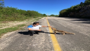 Kastamonu'da yolda gördükleri tilkiyi elleriyle beslediler