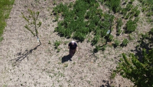 Kirazın dalında kalmasına gönlü razı olmadı, internetten "ağaç kiralama" dönemini başlattı