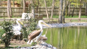 Kocaeli Ormanya Doğal Yaşam Parkı engelli pelikanlara yuva oldu