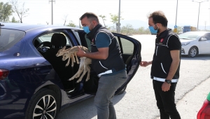 Konya'da uyuşturucu operasyonu kapsamında durdurulan otomobilde iki ceylan yavrusu bulundu