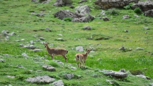 Koruma altındaki yaban keçileri Tunceli dağlarına güzellik katıyor