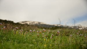Kütahya'daki Murat Dağı'nda açan ters laleler görsel şölen sundu