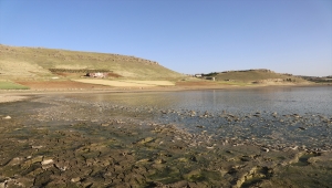 Mardin'de toplu balık ölümleri görüldü