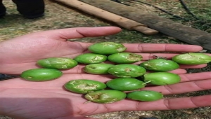 Mersin'de dolunun zarar verdiği tarım arazilerinde hasar tespiti yapılıyor