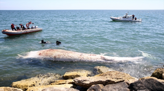 Mersin sahiline 8 metrelik oluklu balina vurdu