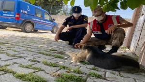 Mersin ve Hatay'da tam kapanmada sokak hayvanları unutulmadı 