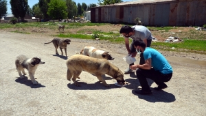 Muş'ta hayvanseverler bayramda da sokak hayvanlarını unutmadı
