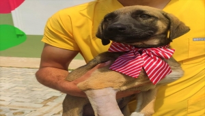 Ordu'da otomobilin çarpması sonucu bacağı kırılan köpek operasyonla sağlığını kavuştu 