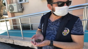 Sakarya'da polis çatıdan düşen yavru kuşları tedavi ettirdi