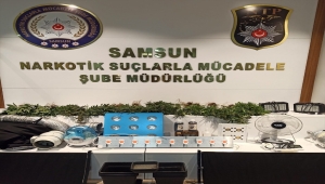 Samsun'da yasa dışı kenevir yetiştiriciliğine yönelik düzenlenen operasyonda 11 şüpheli yakalandı