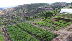 Siirt'in Ulaştı köyünde imece usulü yılda yaklaşık 20 milyon sebze fidesi üretiliyor