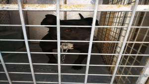 Sivas'ta pitbull cinsi köpeğin saldırdığı polislerden biri ayağından yaralandı