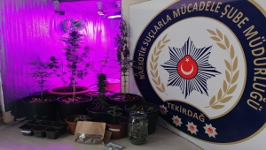 Tekirdağ'da yasa dışı kenevir yetiştiriciliğine yönelik operasyonda 5 gözaltı