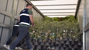 TİKA'dan Arnavutluk'a zeytin fidanı ve gübre desteği