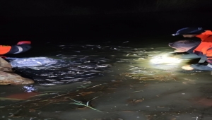 Van'da kaçak avlanılan 15 ton 200 kilo inci kefali suya bırakıldı