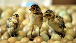 Yaban hayatını geliştirmek için doğaya salınacak sülünler yumurtadan çıkmaya başladı