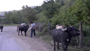 Yanından ayırmadığı tavuk ve horozlarını mandaların sırtında gezdiriyor