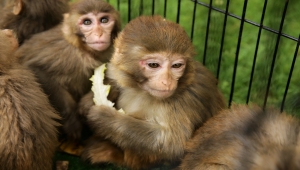 Yasa dışı yollardan yurda sokulmak istenirken el konulan hayvanlar, Gaziantep Hayvanat Bahçesine yerleştirildi 