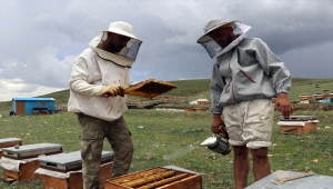 Zengin bitki örtüsüne sahip Ağrı yaylalarında arıcıların bal mesaisi başladı 