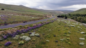 Ağrı'da doğada renk cümbüşü oluşturan çiçekler fotoğraf tutkunlarının ilgisini çekiyor