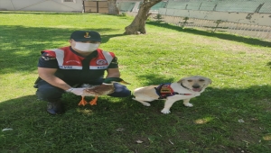Artvin'de yaralı bulunan yeşilbaş ördek, tedavisi sonrası doğaya bırakıldı