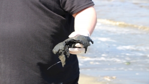 Bandırma Körfezi'nde kıyıya yakın bölgelerde müsilaj etkisi sürüyor