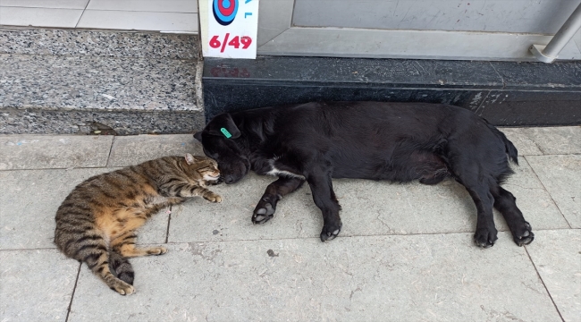 Birlikte uyuyan kedi ve köpeğin dostluğu görenleri şaşırtıyor