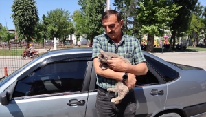 Bolu'da sattıkları aracın motor bölümüne giren kedi yavrusunu Düzce'de teslim aldılar