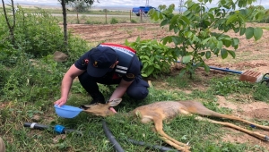 Çankırı'da yaralı halde bulunan karaca tedavisinin ardından salıverildi