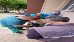Çorum'da vatandaşların zift birikintisinden kurtardığı köpekler tedavi altına alındı