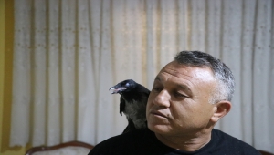 Denizlili sağlık memuru Mehmet Çolak sokakta yaralı bulduğu kargayı evinde tedavi etti