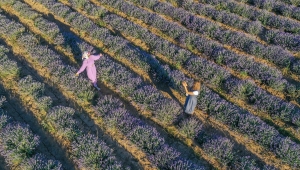 Diyarbakır'da çiftçilere alternatif ürün olarak oluşturulan lavanta bahçeleri görseliyle dikkati çekiyor