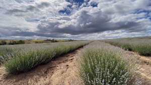 Edirne'yi mor renge boyayan lavantalar çiçek açmaya başladı
