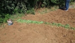 Elazığ'da 17 kilogram kubar esrar ve 41 kök Hint keneviri ele geçirildi