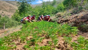 Elazığ'da meyve ağaçlarının arasına ekilmiş 6 bin 150 kök Hint keneviri ele geçirildi